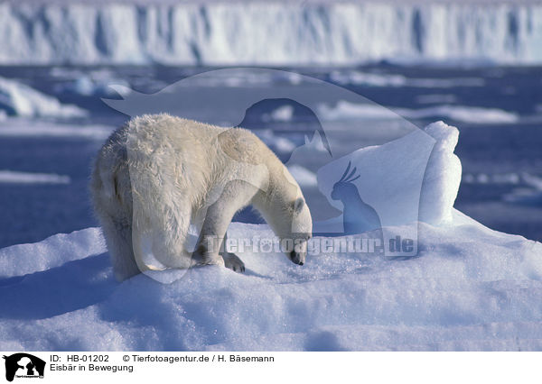 Eisbr in Bewegung / polar bear in action / HB-01202