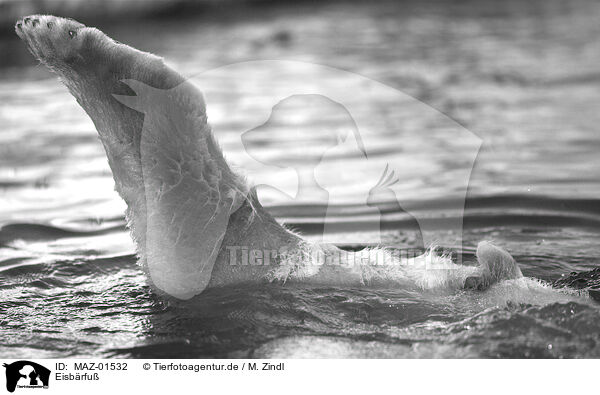 Eisbrfu / ice bear foot / MAZ-01532