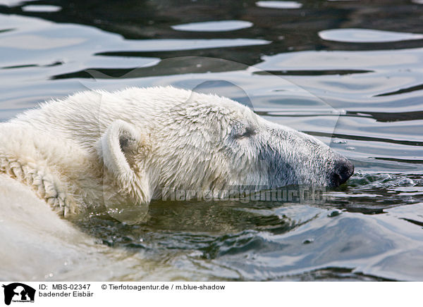 badender Eisbr / bathing ice bear / MBS-02347
