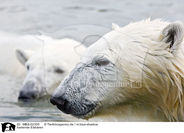 badende Eisbren / bathing ice bears / MBS-02350