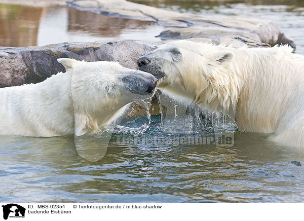 badende Eisbren / bathing ice bears / MBS-02354
