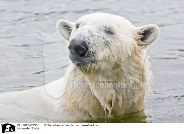 badender Eisbr / bathing ice bear / MBS-02356
