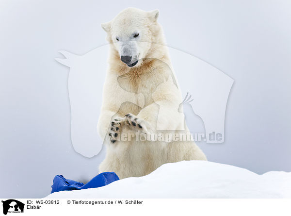 Eisbr / ice bear / WS-03812