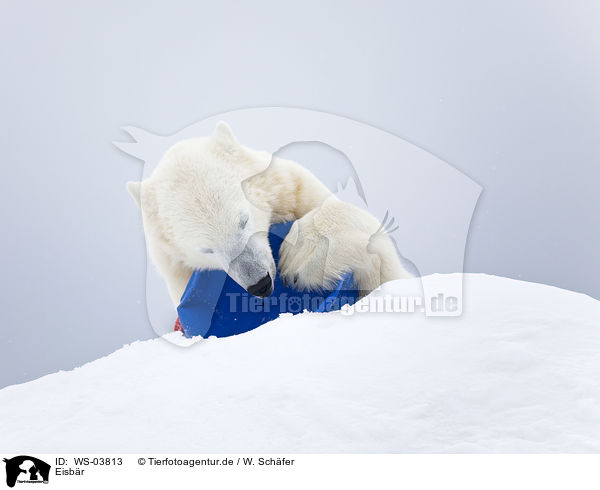Eisbr / ice bear / WS-03813