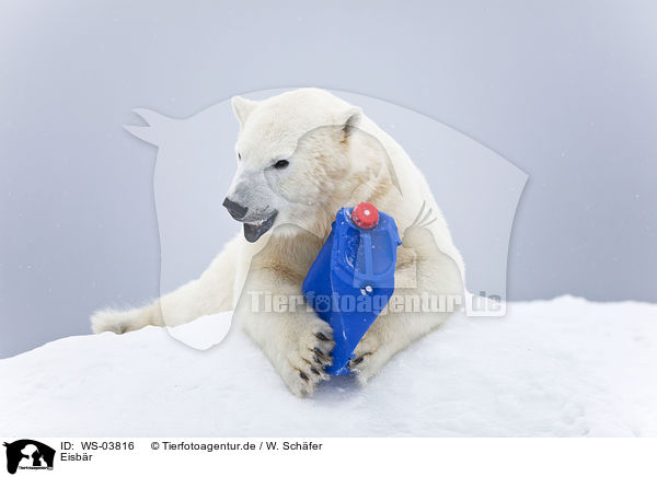 Eisbr / ice bear / WS-03816