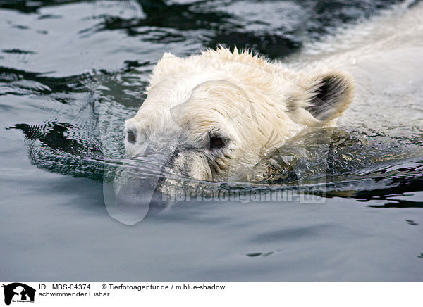 schwimmender Eisbr / swimming ice bear / MBS-04374