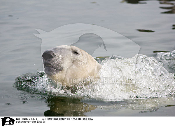 schwimmender Eisbr / swimming ice bear / MBS-04376