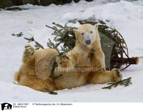 Eisbr Knut / polar bear Knut / HB-01587