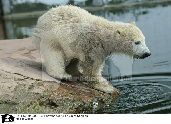 junger Eisbr / young polar bear / DMS-06935