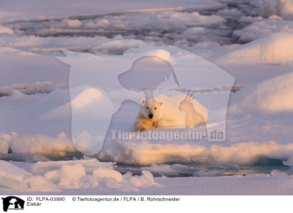 Eisbr / ice bear / FLPA-03990