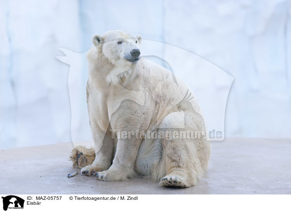 Eisbr / polar bear / MAZ-05757