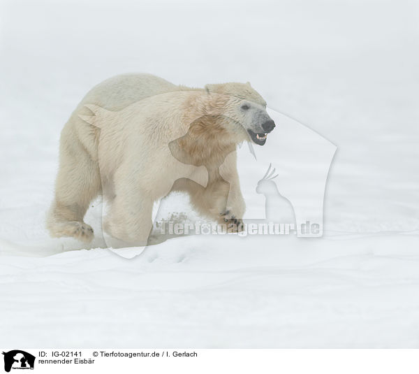 rennender Eisbr / running Ice Bear / IG-02141