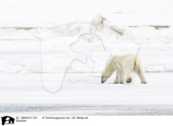 Eisbrin / female ice bear / MAW-01181