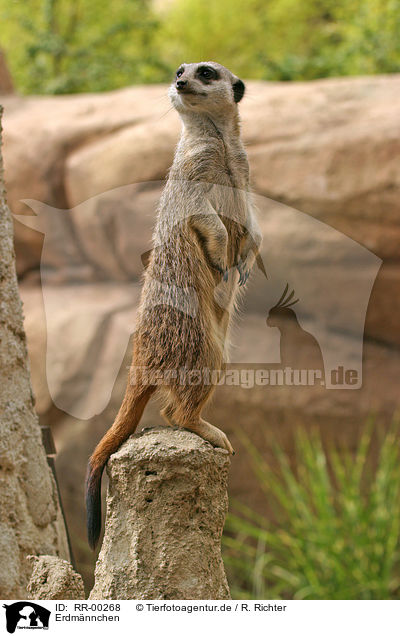 Erdmnnchen / meerkat / RR-00268