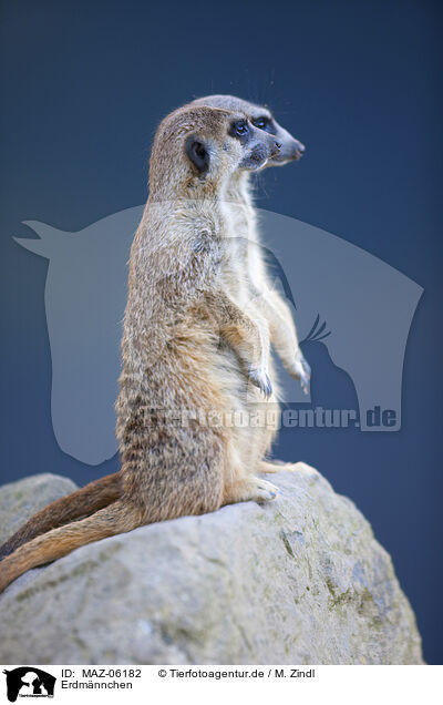 Erdmnnchen / Meerkat / MAZ-06182