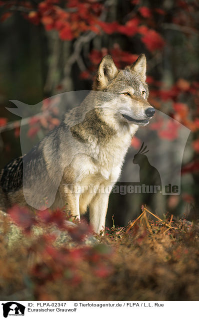 Eurasischer Grauwolf / eurasian greywolf / FLPA-02347