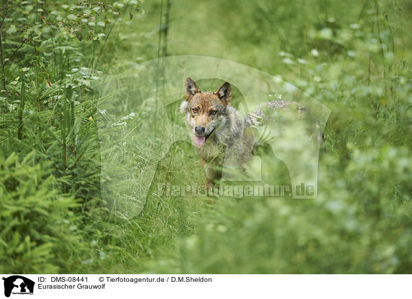 Eurasischer Grauwolf / eurasian greywolf / DMS-08441