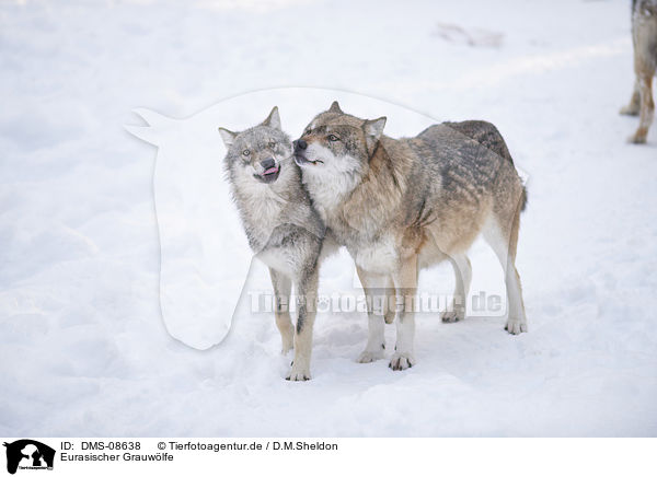 Eurasischer Grauwlfe / eurasian greywolves / DMS-08638