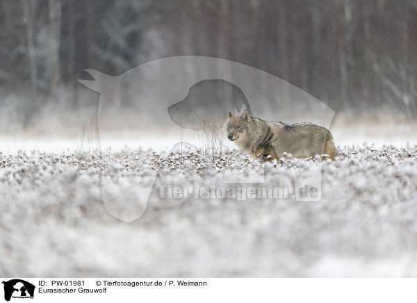 Eurasischer Grauwolf / eurasian greywolf / PW-01981