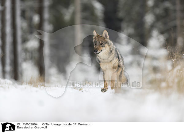 Eurasischer Grauwolf / eurasian greywolf / PW-02004