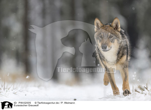Eurasischer Grauwolf / eurasian greywolf / PW-02005