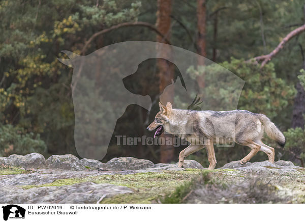 Eurasischer Grauwolf / eurasian greywolf / PW-02019