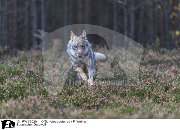 Eurasischer Grauwolf / eurasian greywolf / PW-02020