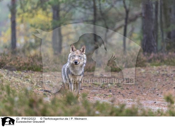 Eurasischer Grauwolf / eurasian greywolf / PW-02022