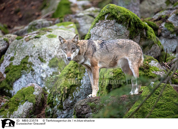Eurasischer Grauwolf / eurasian greywolf / MBS-23578