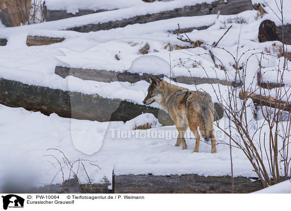 Eurasischer Grauwolf / eurasian greywolf / PW-10064