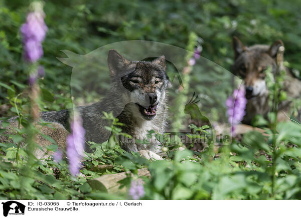 Eurasische Grauwlfe / eurasian greywolves / IG-03065