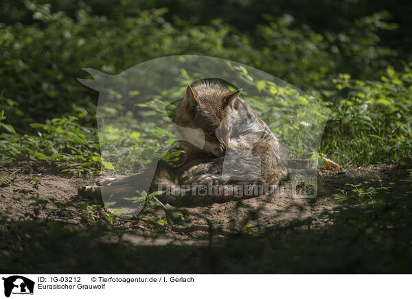 Eurasischer Grauwolf / eurasian greywolf / IG-03212