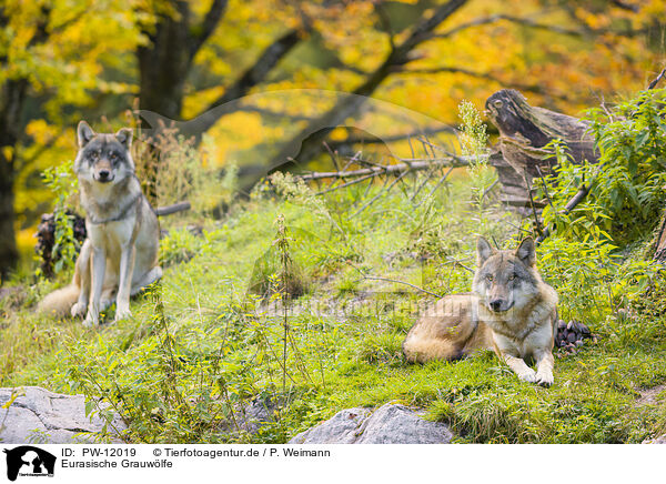 Eurasische Grauwlfe / eurasian greywolves / PW-12019