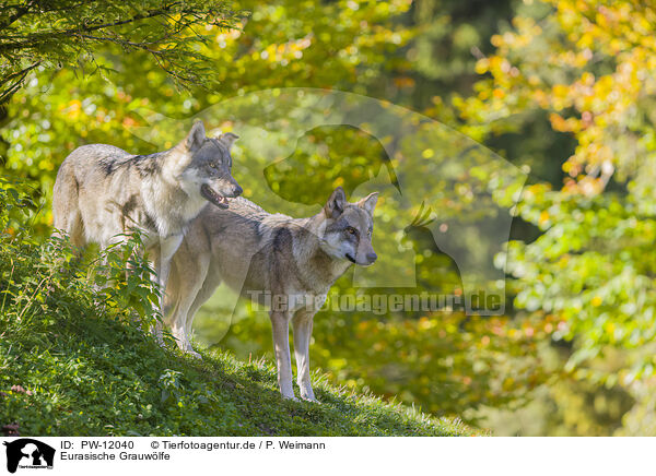 Eurasische Grauwlfe / eurasian greywolves / PW-12040