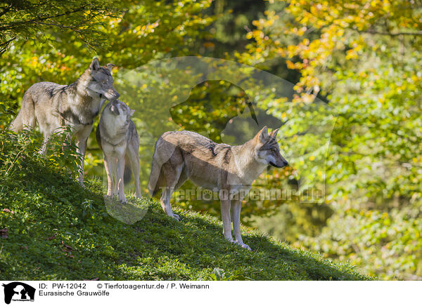 Eurasische Grauwlfe / eurasian greywolves / PW-12042