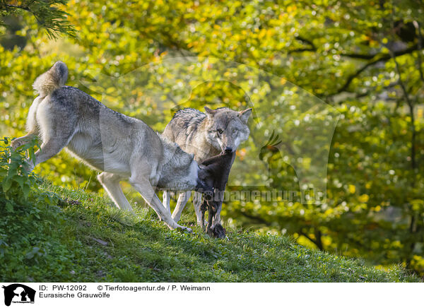 Eurasische Grauwlfe / eurasian greywolves / PW-12092