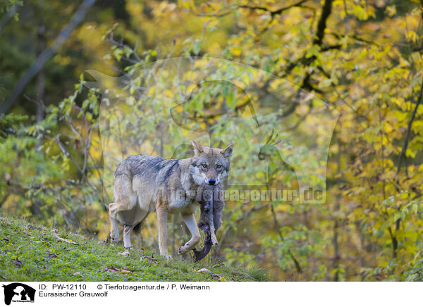 Eurasischer Grauwolf / eurasian greywolf / PW-12110