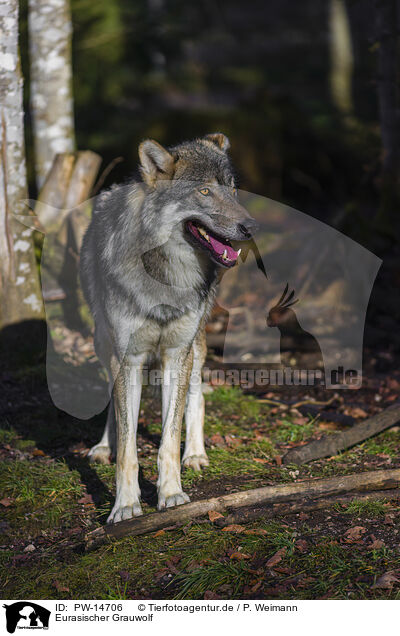 Eurasischer Grauwolf / eurasian greywolf / PW-14706