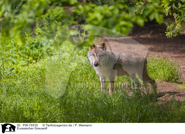 Eurasischer Grauwolf / PW-15535