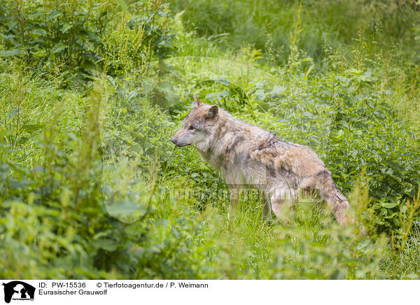 Eurasischer Grauwolf / PW-15536