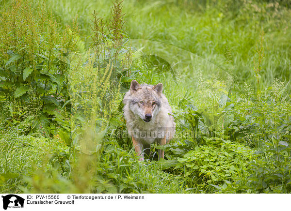 Eurasischer Grauwolf / PW-15560