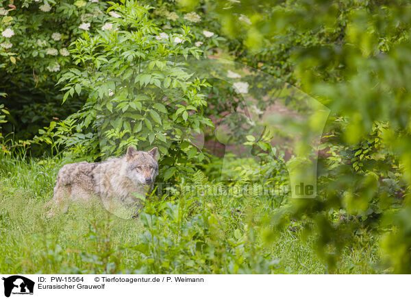 Eurasischer Grauwolf / PW-15564
