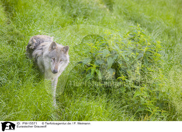 Eurasischer Grauwolf / PW-15571