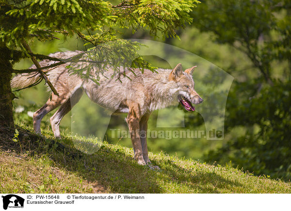 Eurasischer Grauwolf / eurasian greywolf / PW-15648