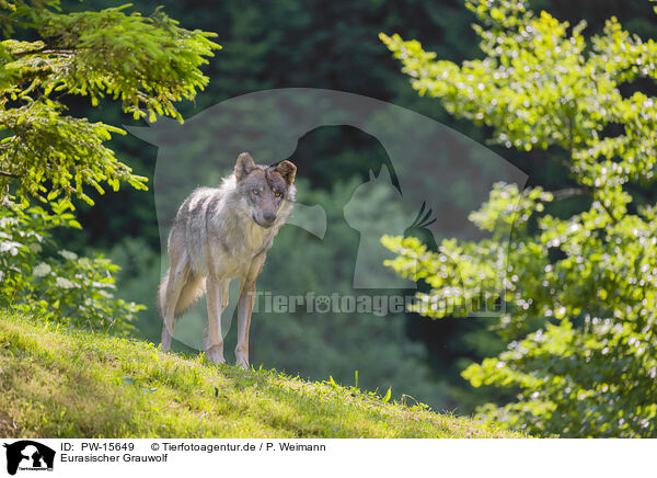 Eurasischer Grauwolf / eurasian greywolf / PW-15649