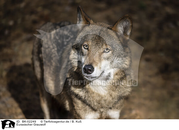 Eurasischer Grauwolf / eurasian greywolf / BK-02249