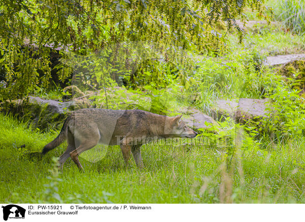 Eurasischer Grauwolf / eurasian greywolf / PW-15921