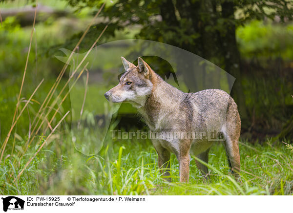 Eurasischer Grauwolf / eurasian greywolf / PW-15925