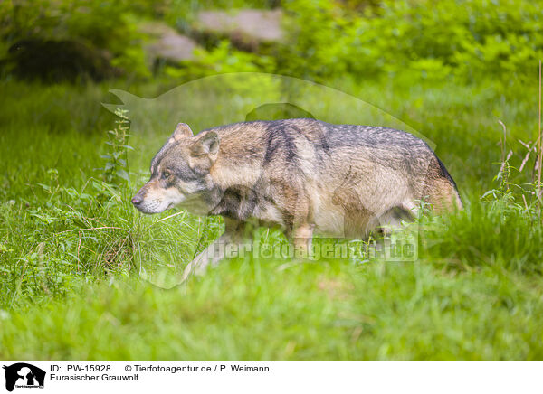Eurasischer Grauwolf / eurasian greywolf / PW-15928
