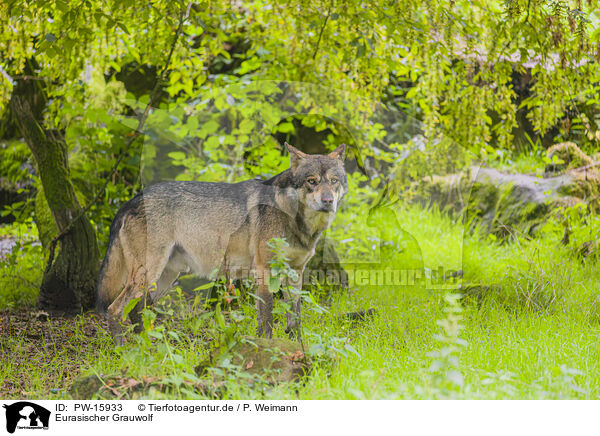 Eurasischer Grauwolf / PW-15933